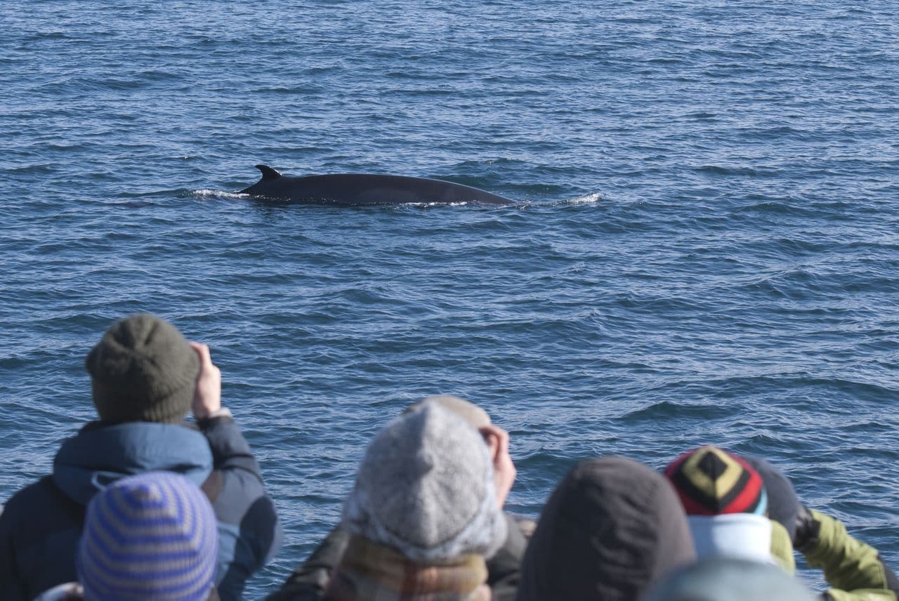 Reykjavík Classic Whale Watching 