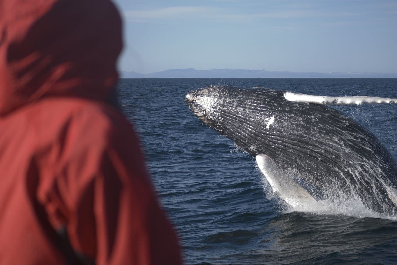 Reykjavík Classic Whale Watching  - photo 11
