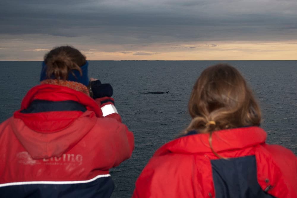 Reykjavík Classic Whales in the Midnight Sun - photo 15