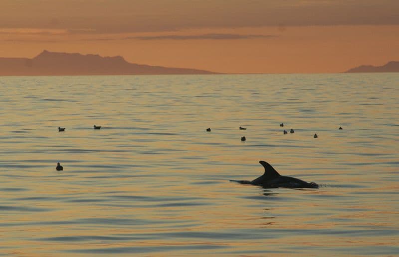 Reykjavík Classic Whales in the Midnight Sun - photo 10