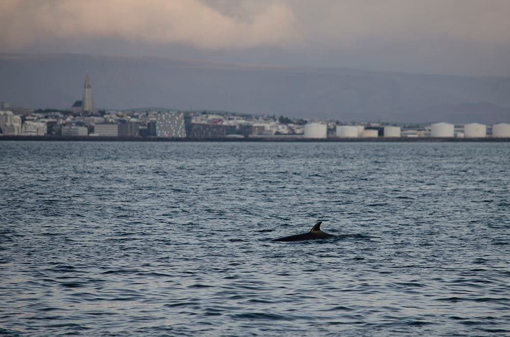 Reykjavík Classic Whales in the Midnight Sun - photo 17