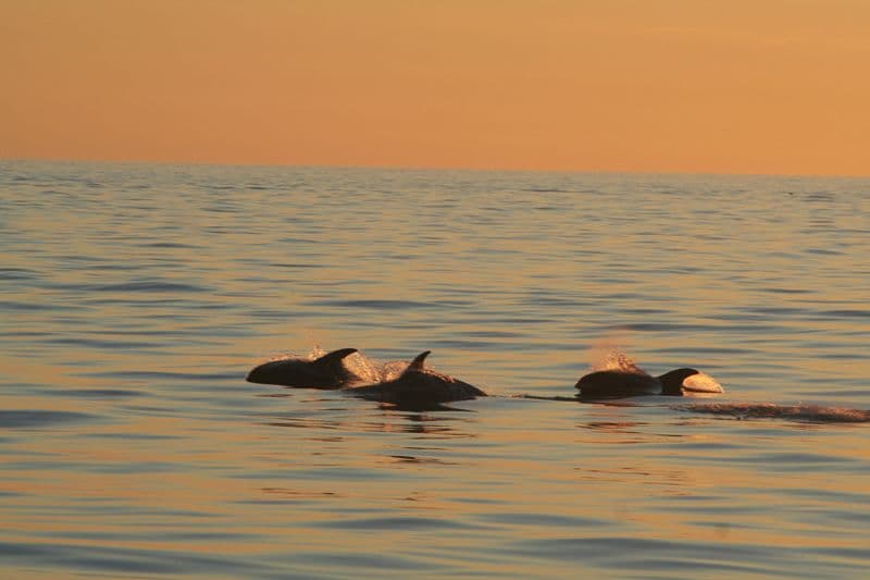 Reykjavík Classic Whales in the Midnight Sun - photo 11