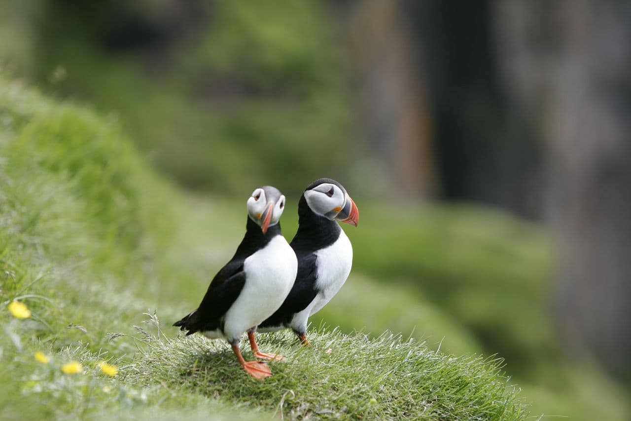 Reykjavík Classic Puffin Watching - photo 21