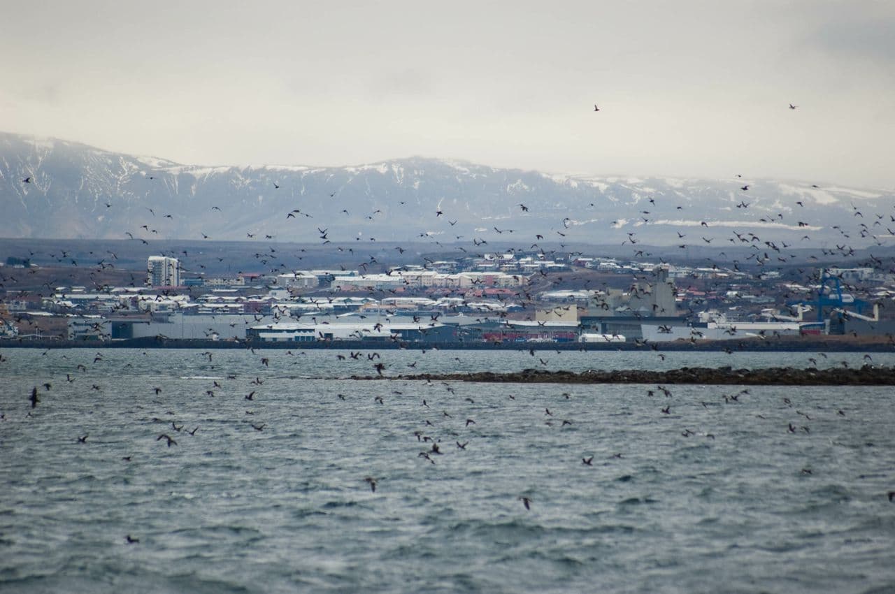Reykjavík Classic Puffin Watching - photo 9