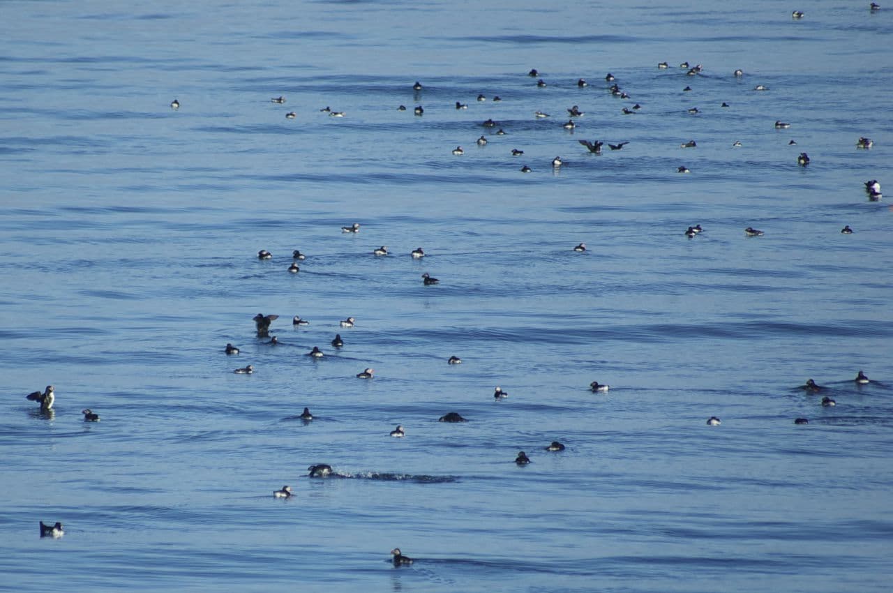 Reykjavík Classic Puffin Watching - photo 14