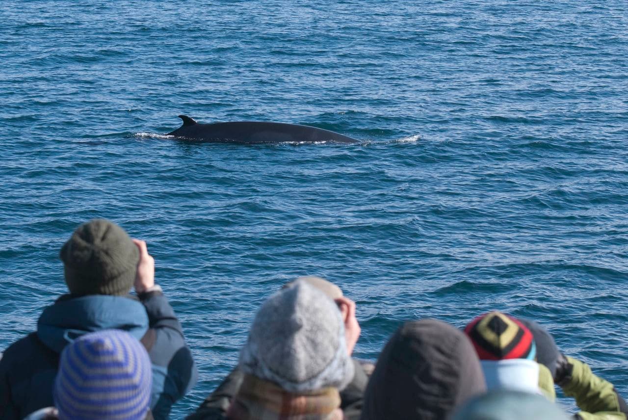 Reykjavík Whales & ATV - photo 2