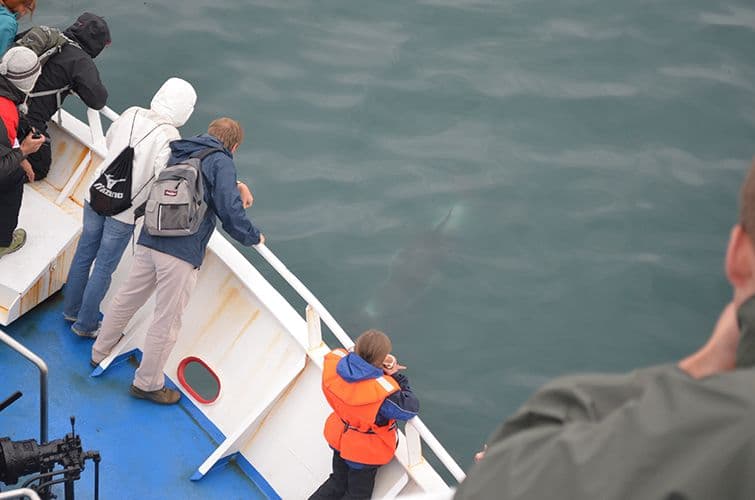 Reykjavík Classic Whale Watching without pickup - photo 14