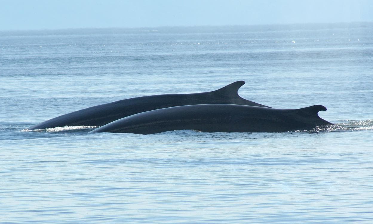 Whale Watching - photo 2