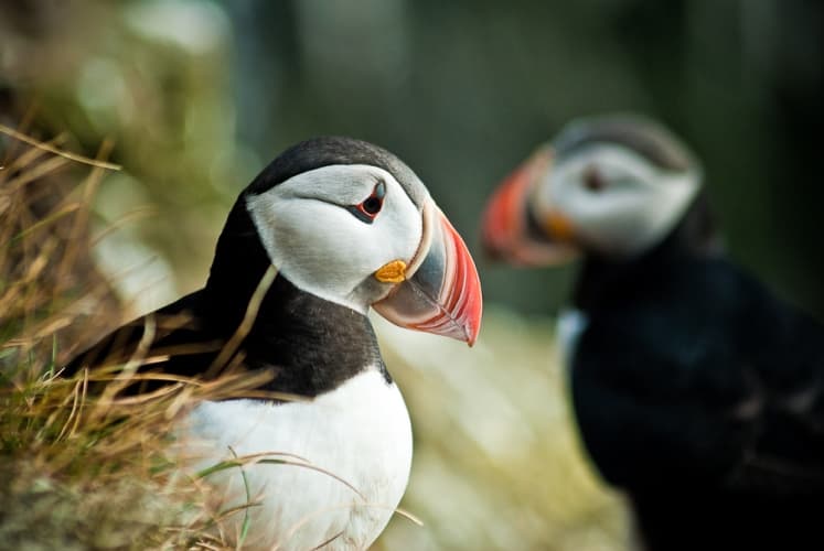 Puffin Express - photo 2