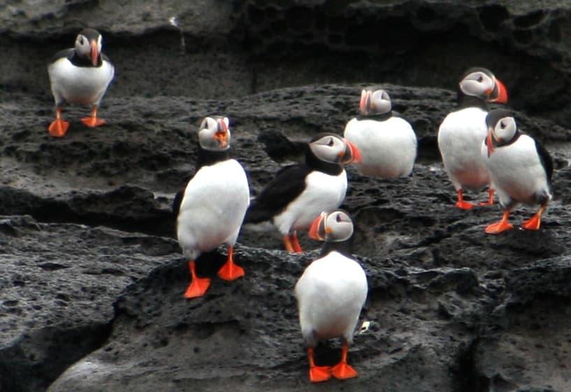 Puffin Express