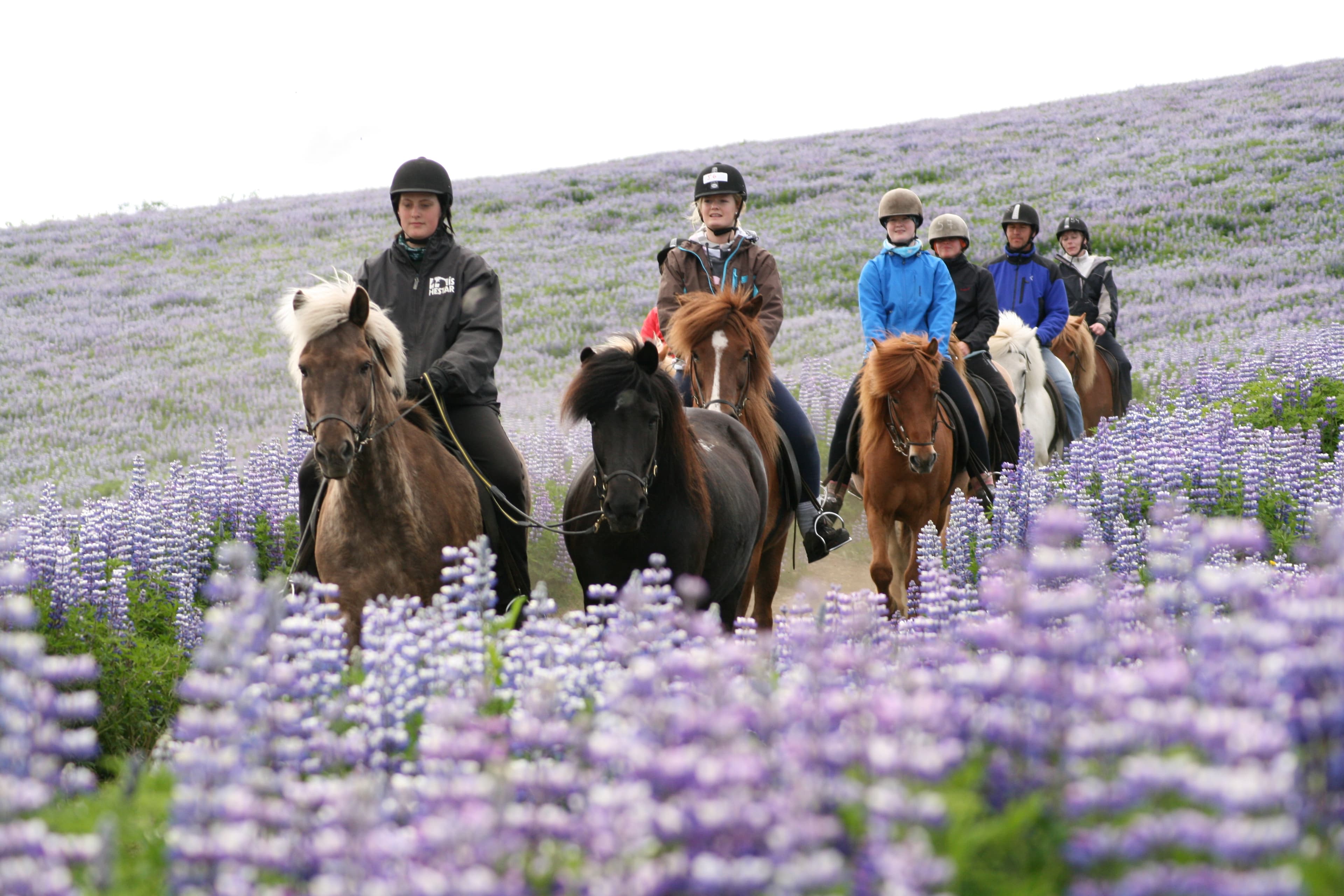 Lava Tour - Horseback Riding through the Lava Fields - photo 13