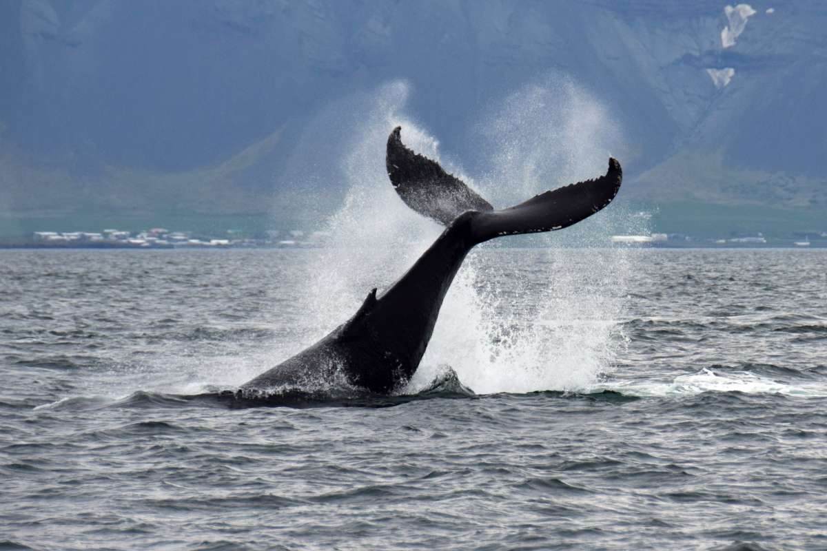 Whale Watching & The Golden Circle