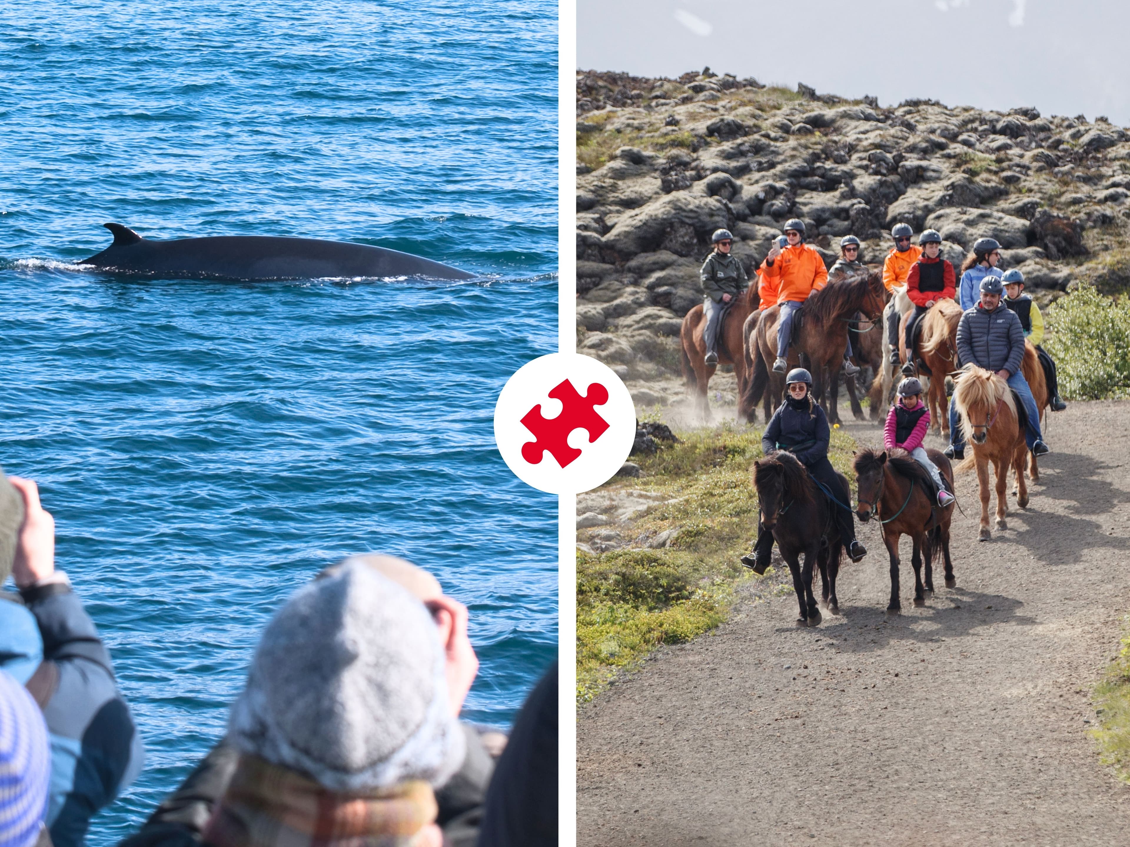 Reykjavík Whales & Horses