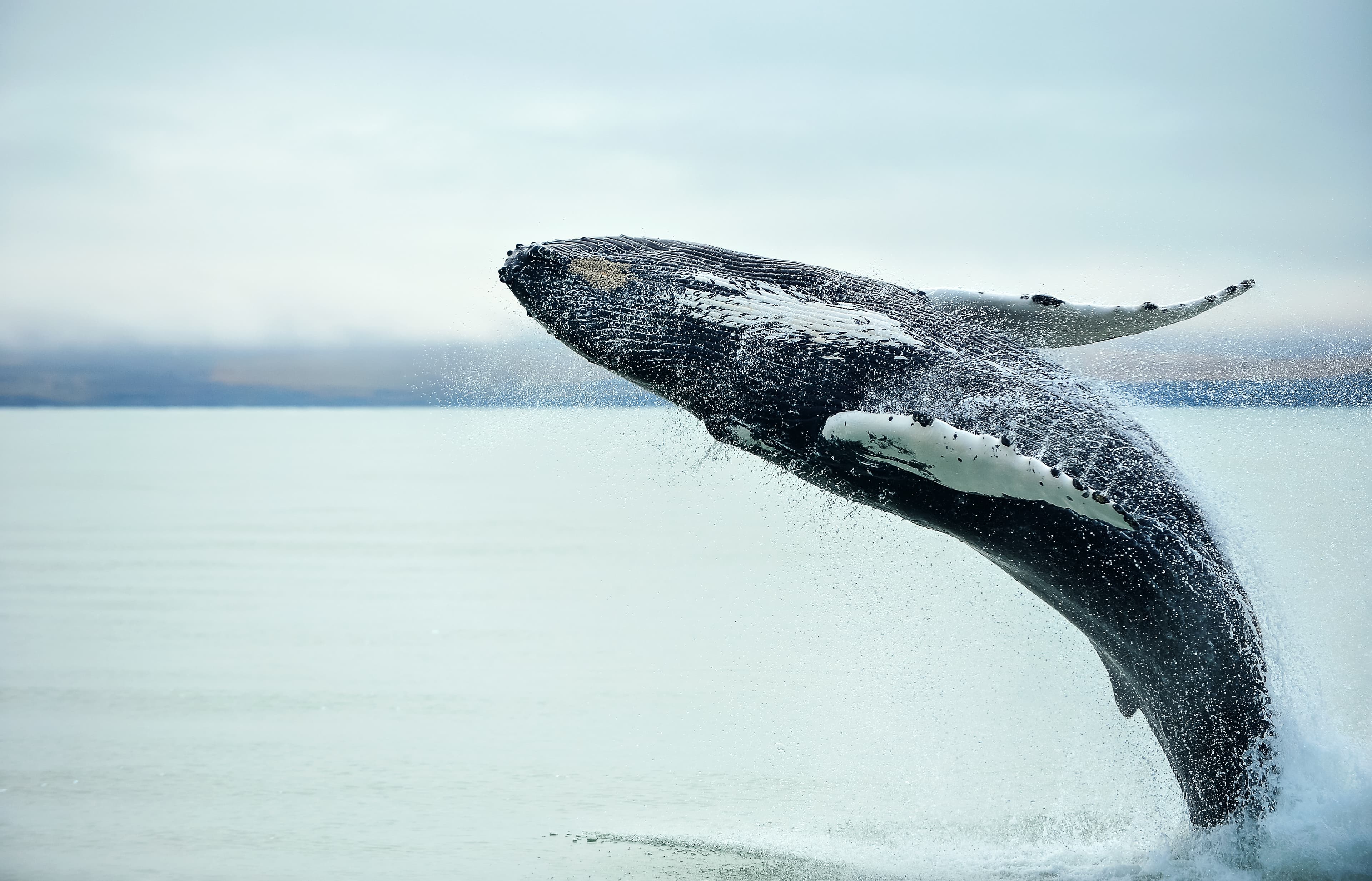 Grand Golden Circle & Whale Watching Tour