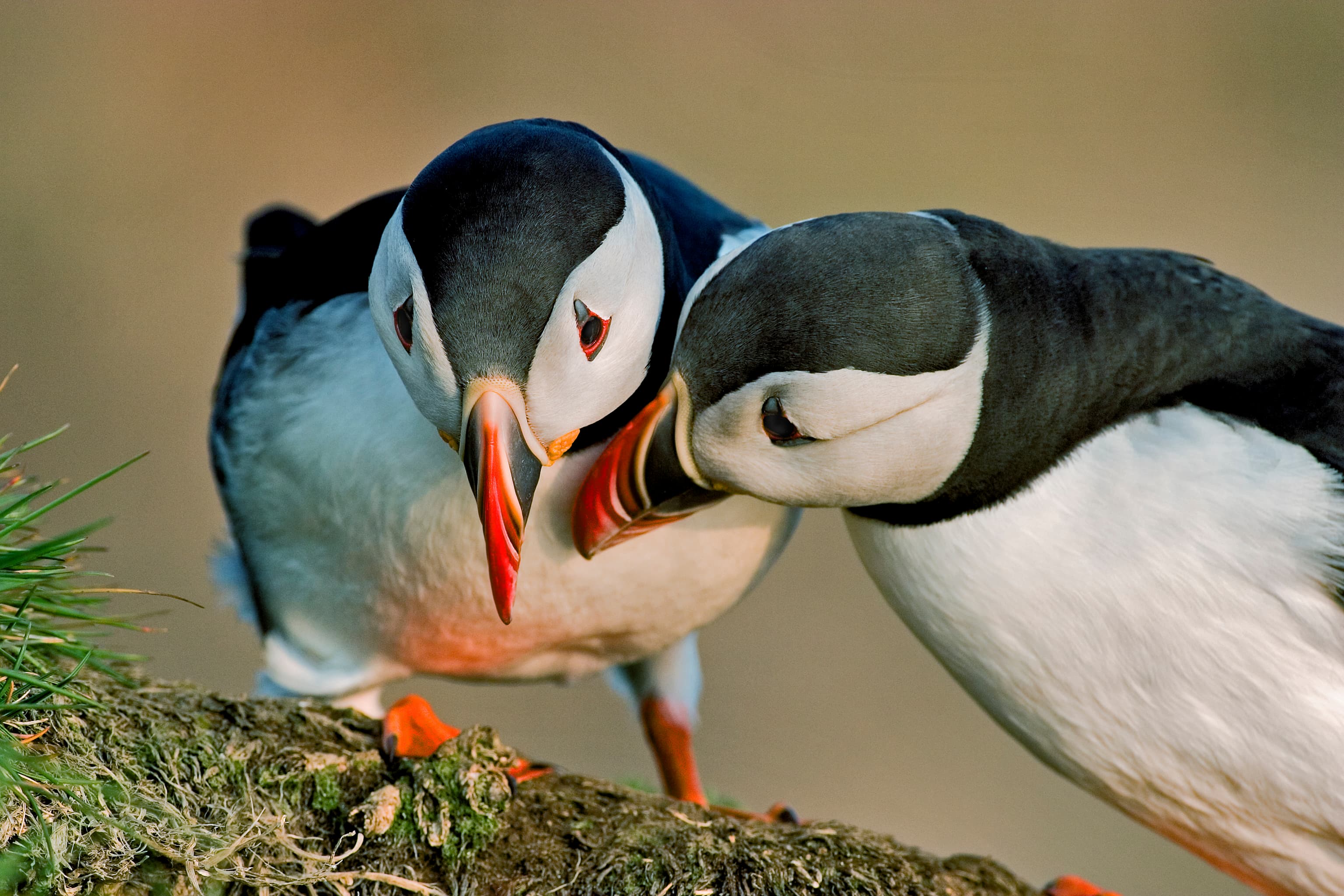 Puffin Express by RIB Speedboat