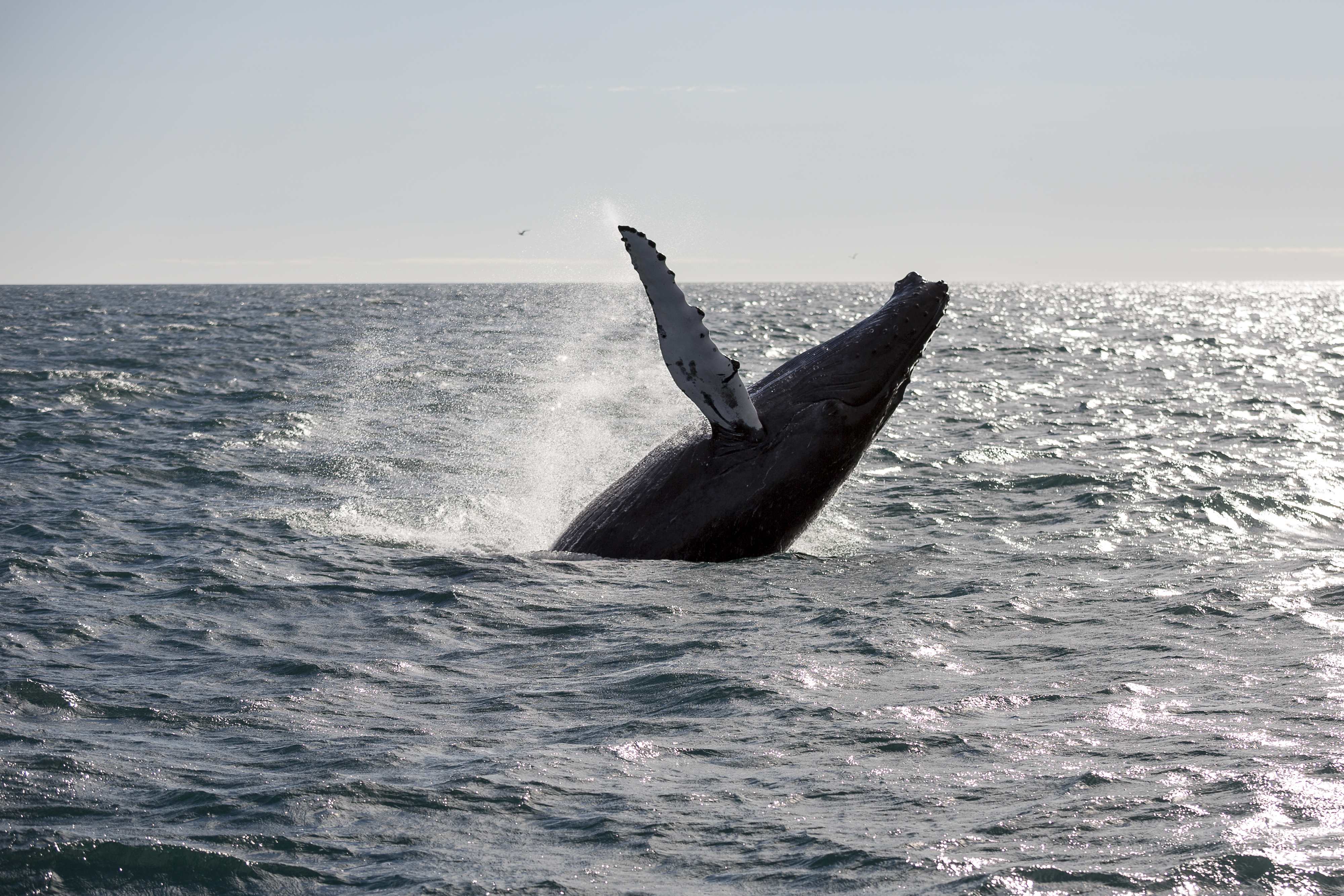 Whale Watching tour from Reykjavik