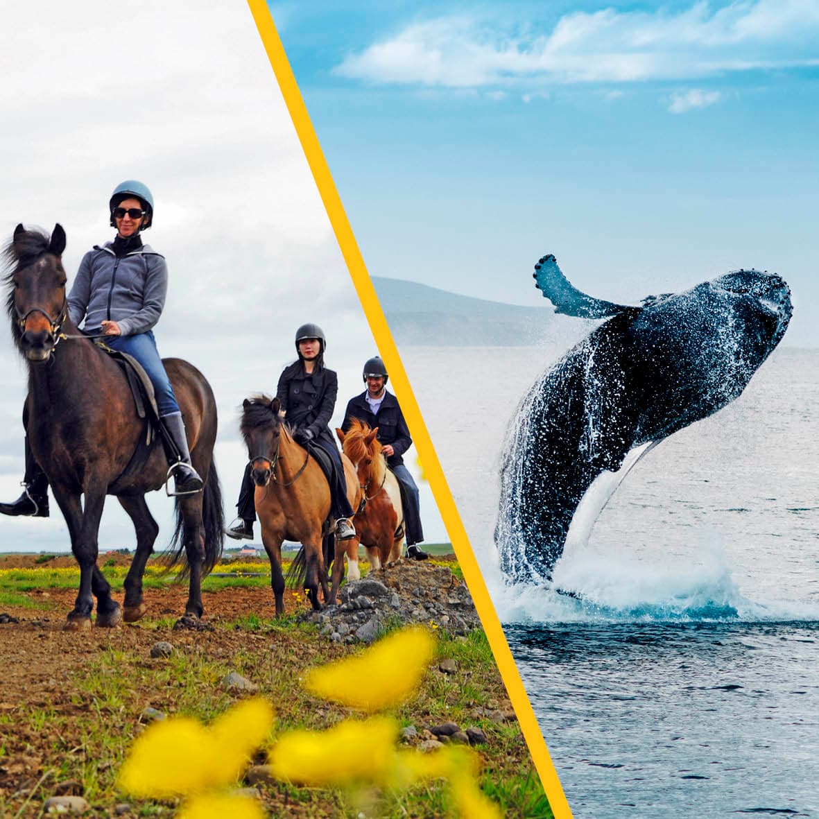 Whales & Horses
