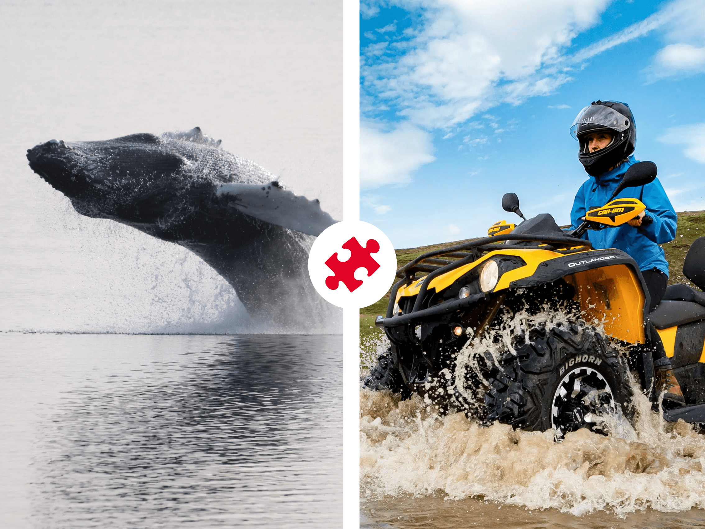 Reykjavík Whales & ATV